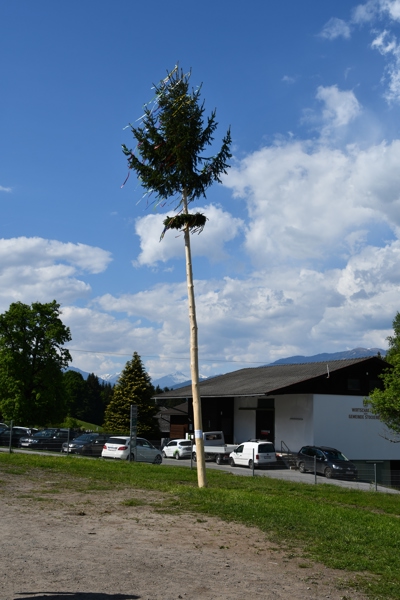 Maibaum in Zlan bekam nachmittag Schlagseite und wurde einen Tag später flach gelegt